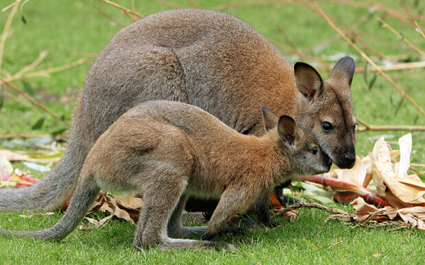 2 Wallabies from Yarragon to Mill Park