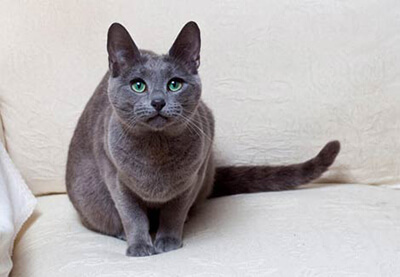 Russian Blue Cat from Gatineau to Halifax