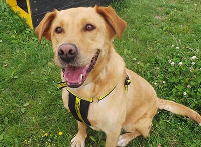 Labrador Cross from Winnipeg to Kelowna