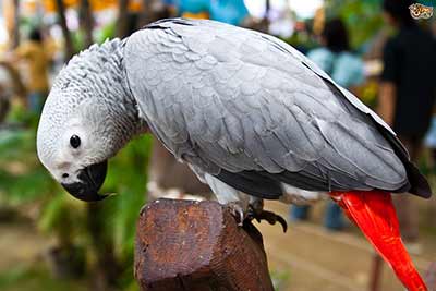 African grey parrot from Newcastle upon Tyne to Shetland
