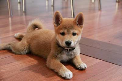 Shiba Inu Puppy from Worcestershire to Cheshire