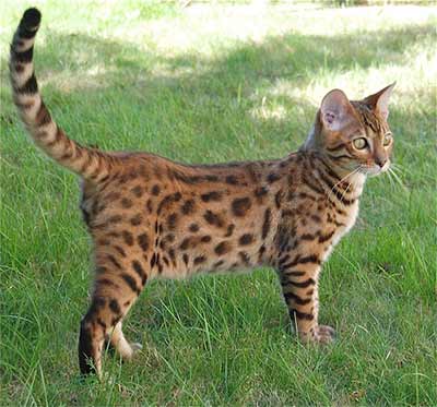 Bengal cat from London to Bristol