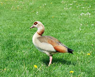 Lebende Gans von Siglos nach Petershagen