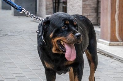 Rottweiler