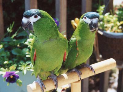 Macaws from Guelph to Botwood