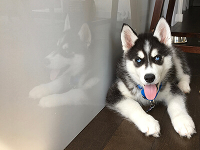 Husky Puppy from Barrie to Comox