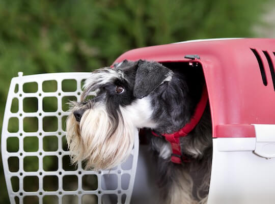 Haustier Hund wird für den Transport vorbereitet