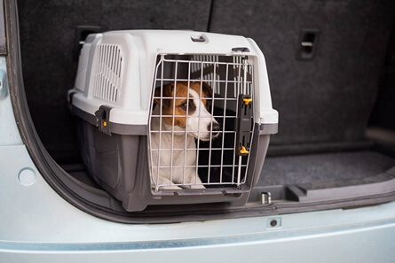 Small dog sitting inside a pet carrier placed in the back of a car